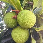 fruit à pain 2